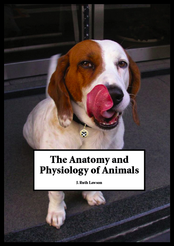 A text-book of animal physiology, with introductory chapters on general  biology and a full treatment of reproduction  Physiology, Comparative.  Fio. 117.—Head of cbick of fourth day, viewed from below as